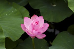 Best Lotus365 Review 2026: Bonus, App, Withdrawal Tested